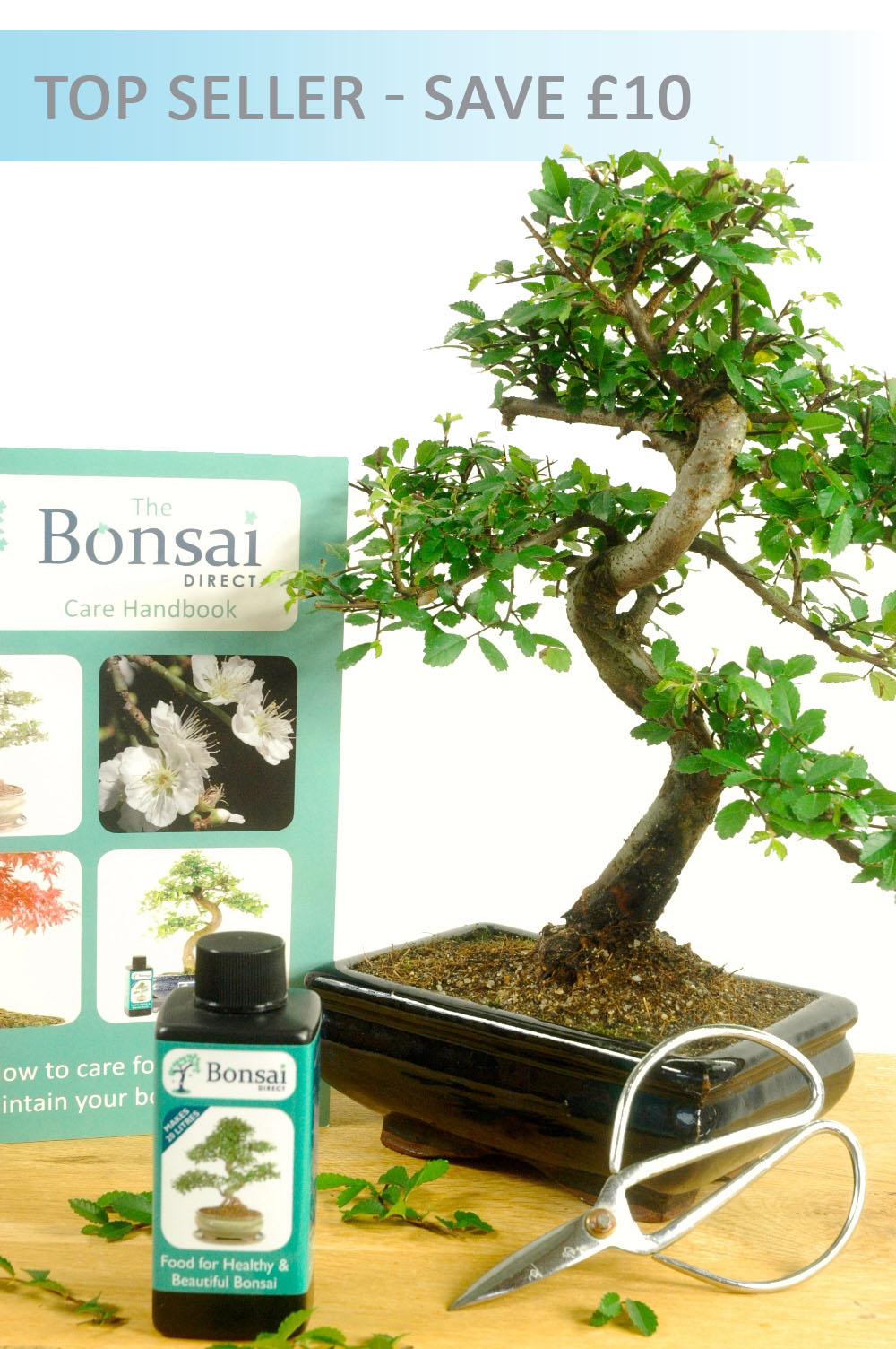 Chinese Elm Bonsai Starter Pack