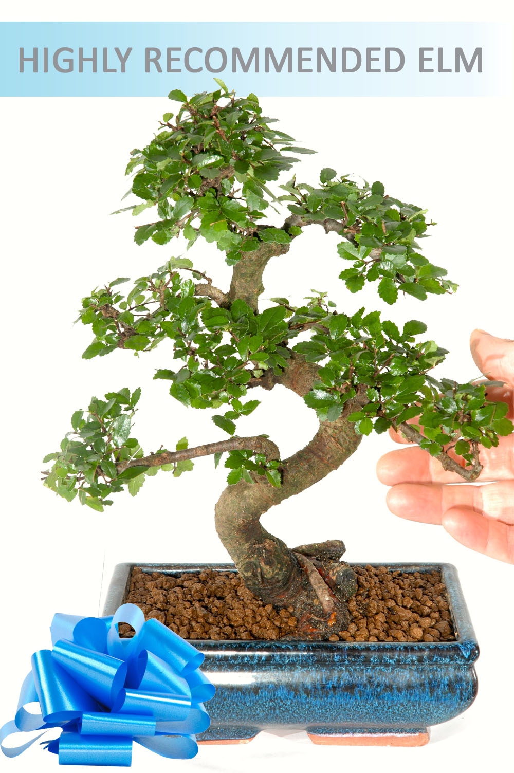 Chinese Elm ~ Indoor Bonsai (IDCE8)