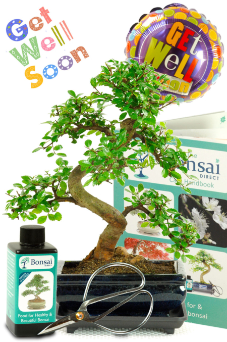 Comprehensive 'Get Well Soon' Bonsai Gift Set