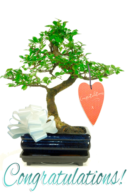 Twisty Chinese Elm Congratulations Bonsai