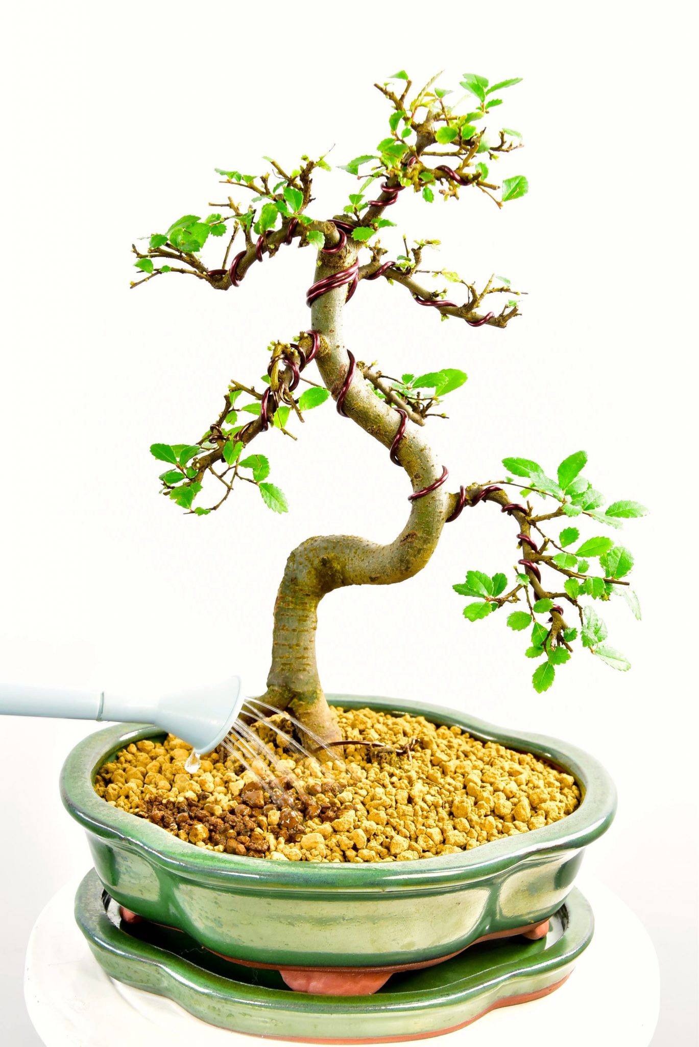 watering after potting