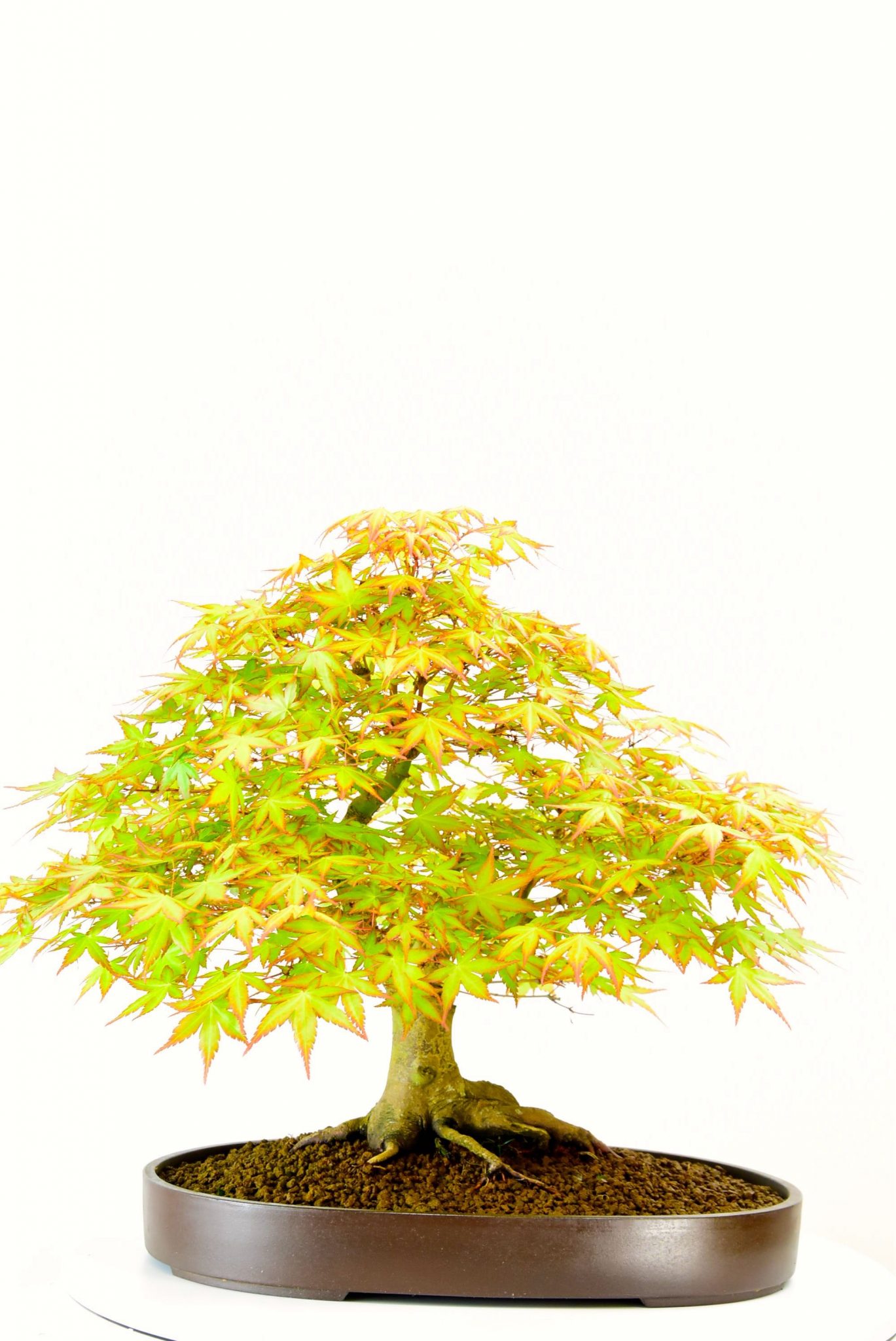 Stunning Maple bonsai