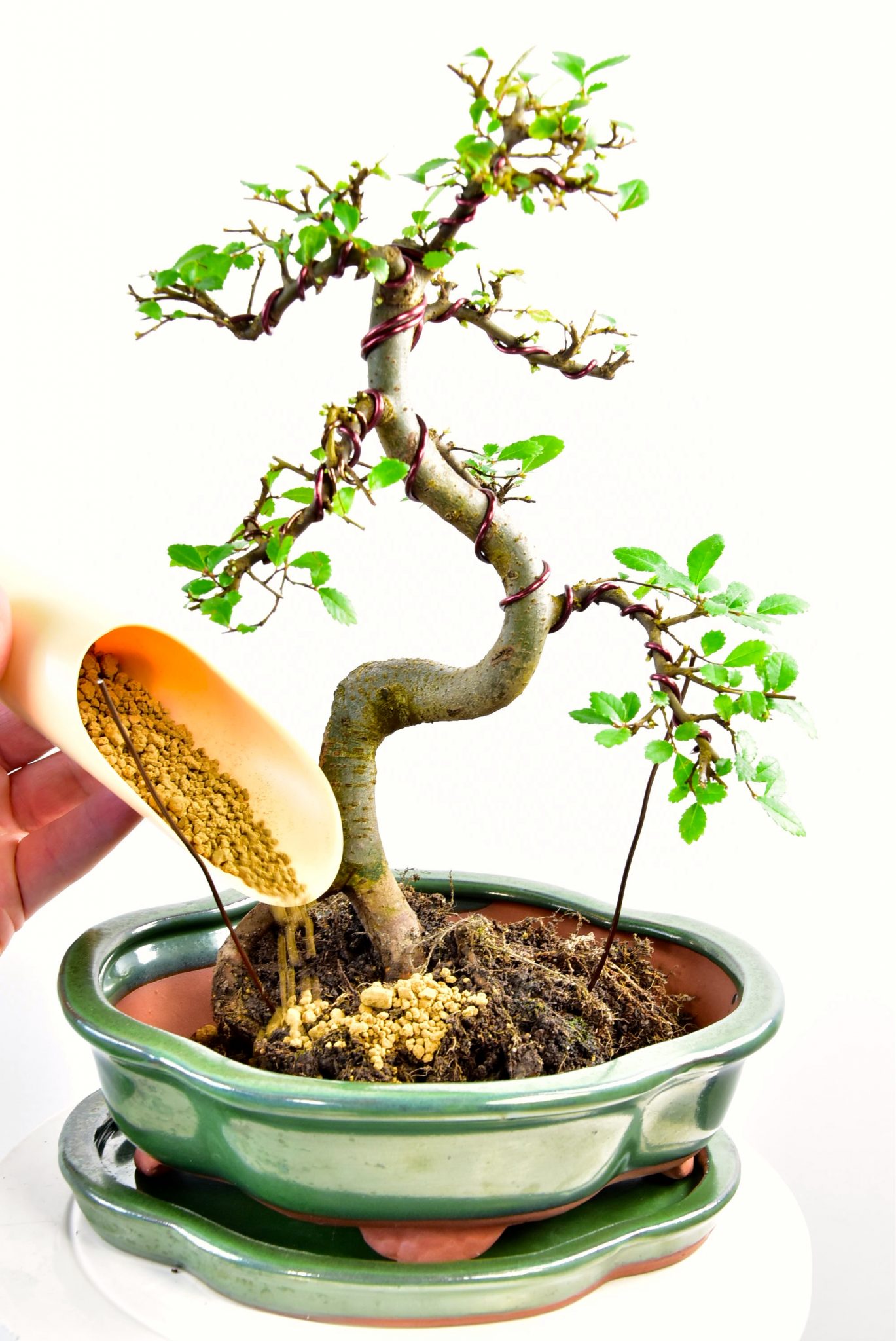 In its new bonsai pot