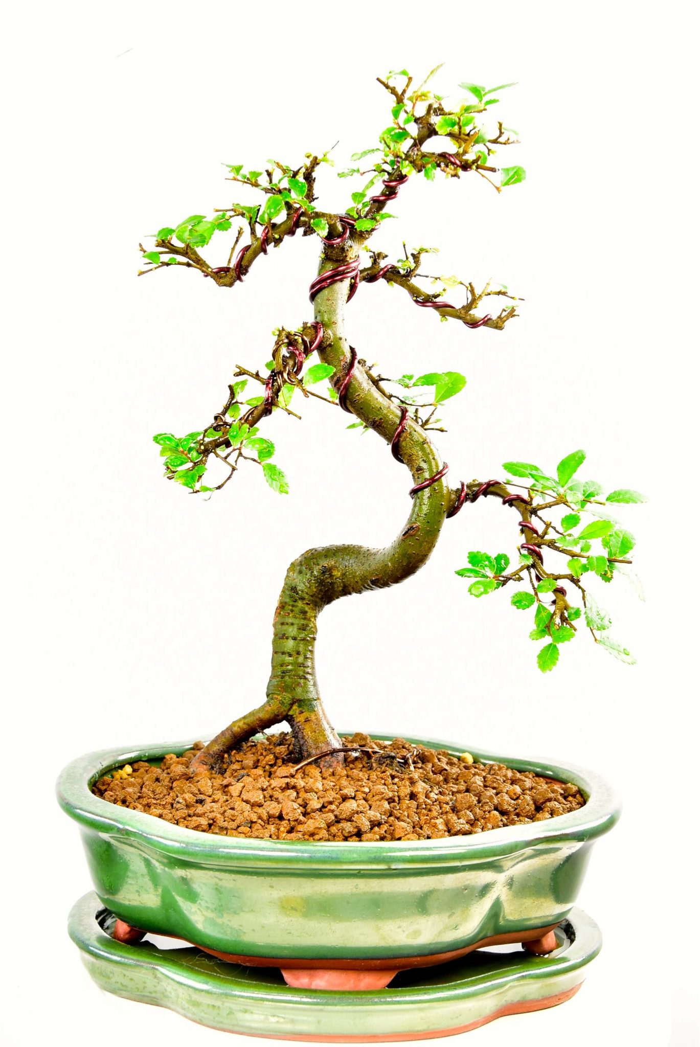 After pruning, wiring and potting