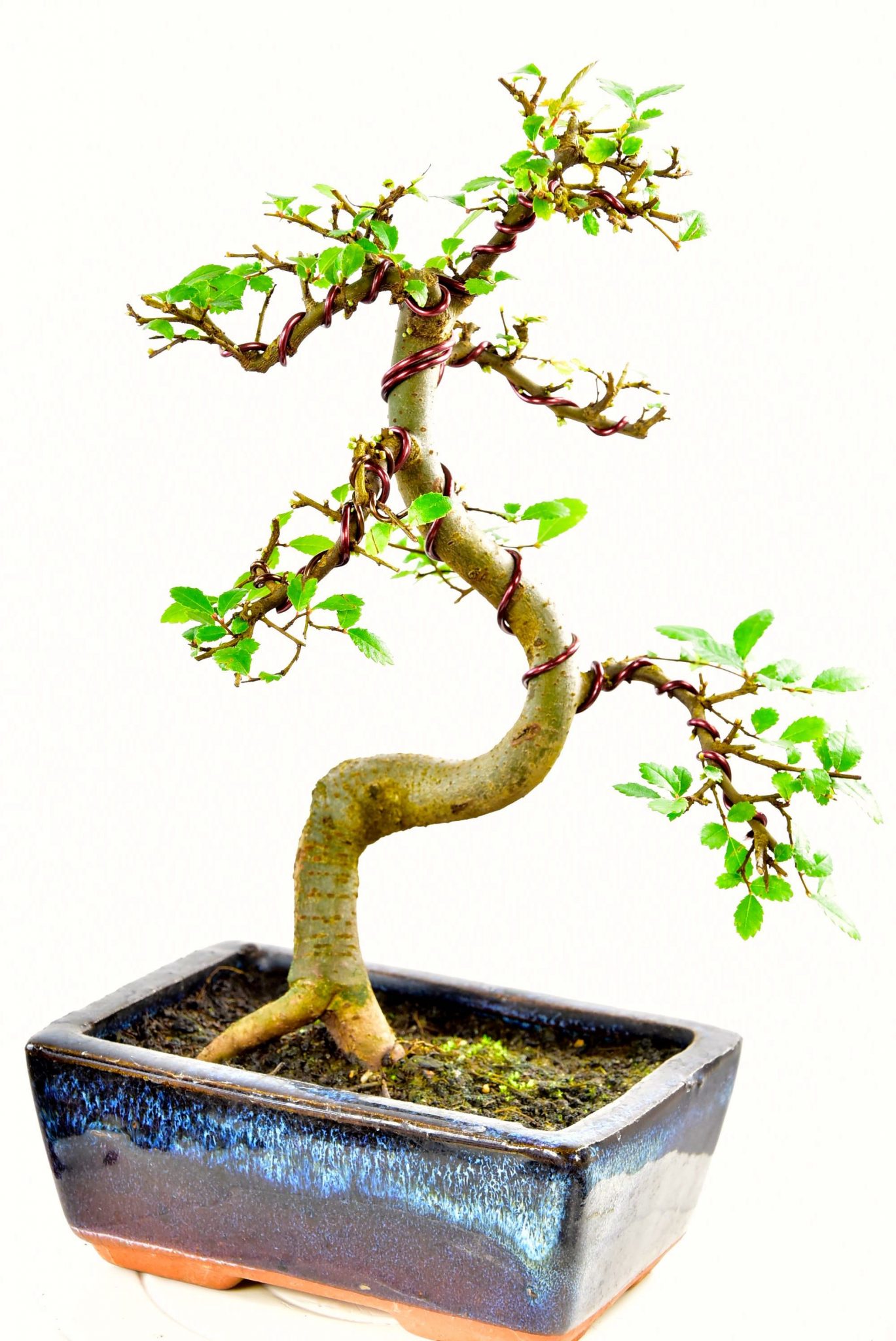 After pruning and wiring