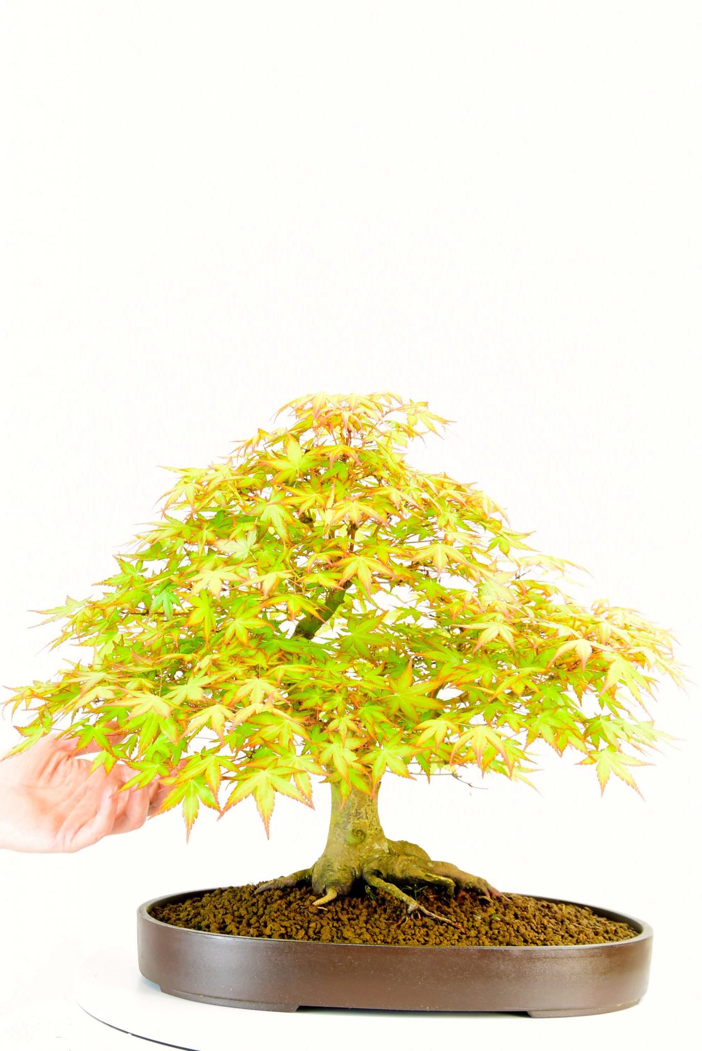 Summer foliage of Japanese Maple bonsai