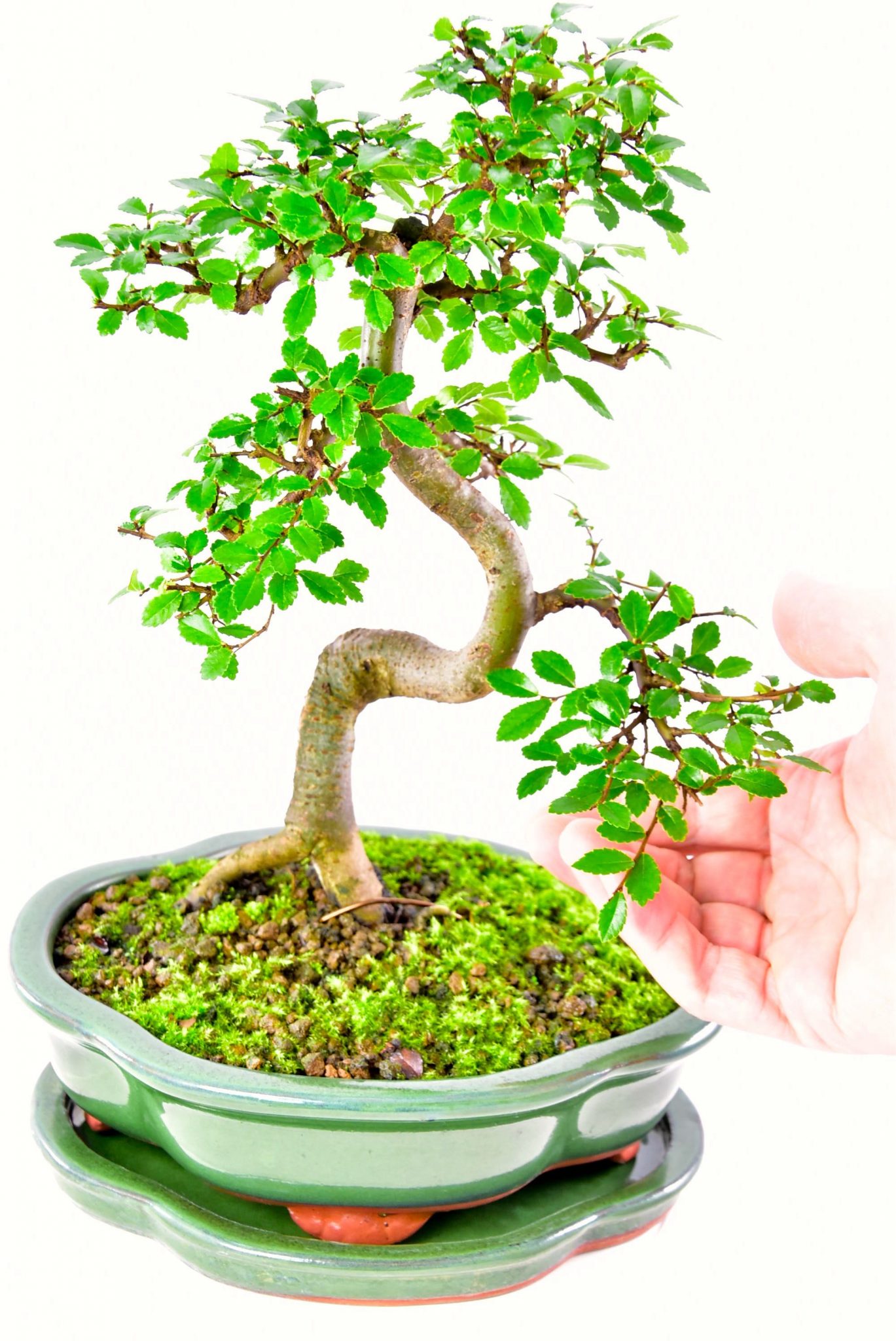 Same bonsai after 4 months