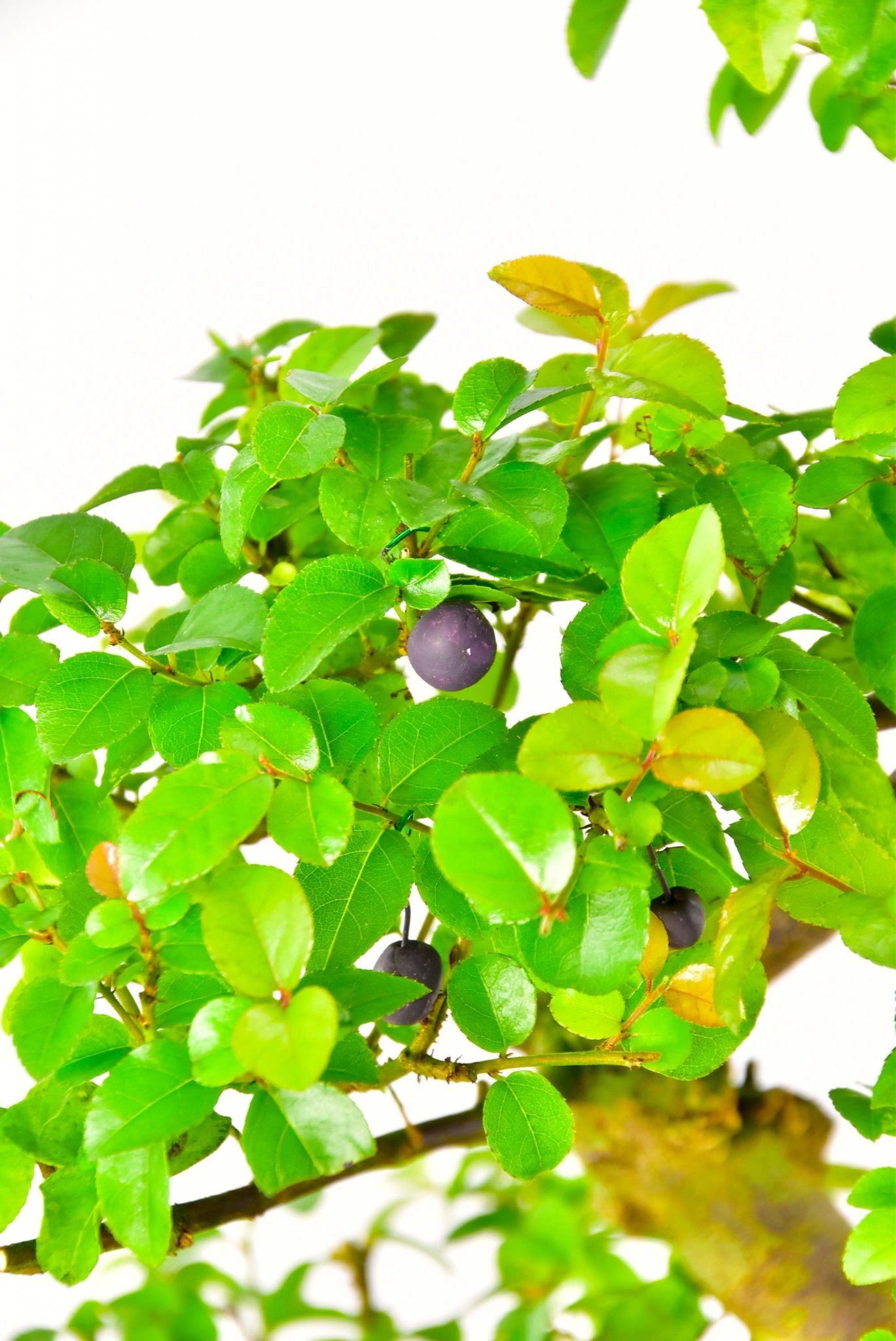 Beautiful foliage of the Sweet Plum bonsai