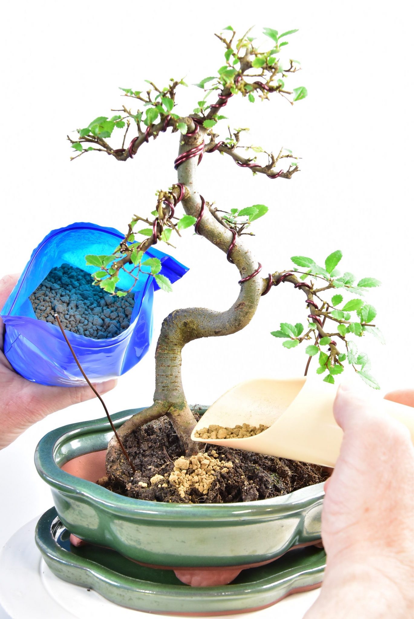 Potting the re-styled bonsai