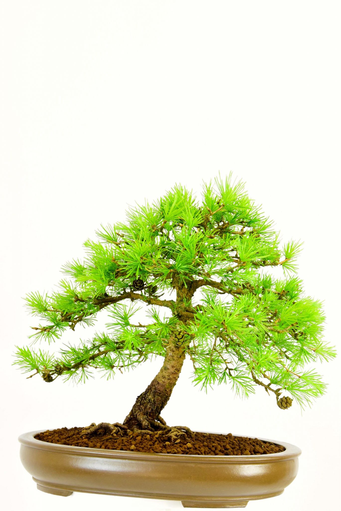 Free delivery to most of the UK inc. london