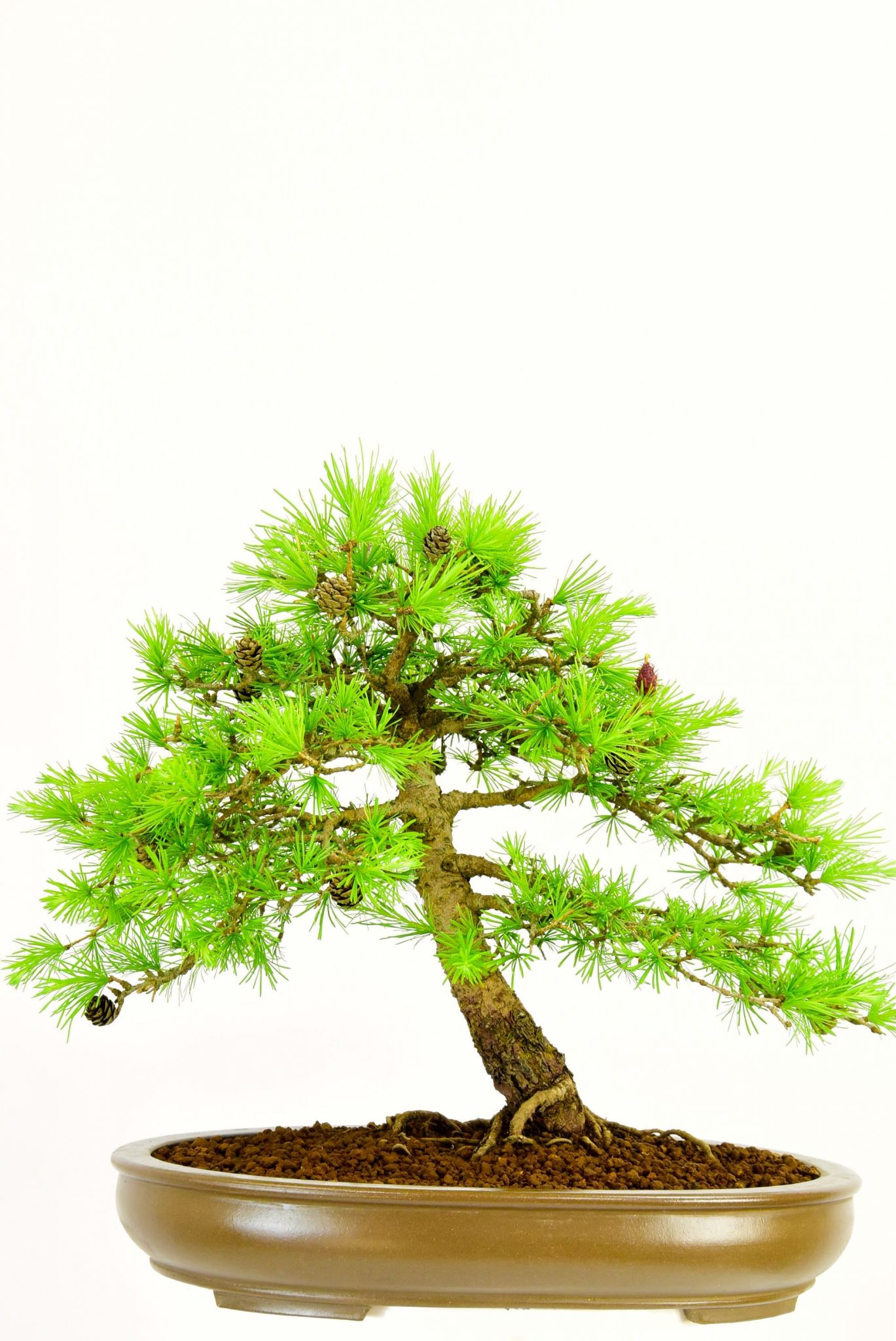 Incredible hardy outdoor bonsai