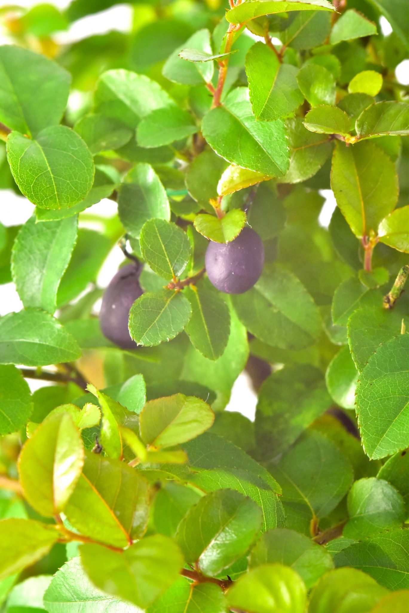 Foliage & fruits of Chinese Sweet Plum Bonsai