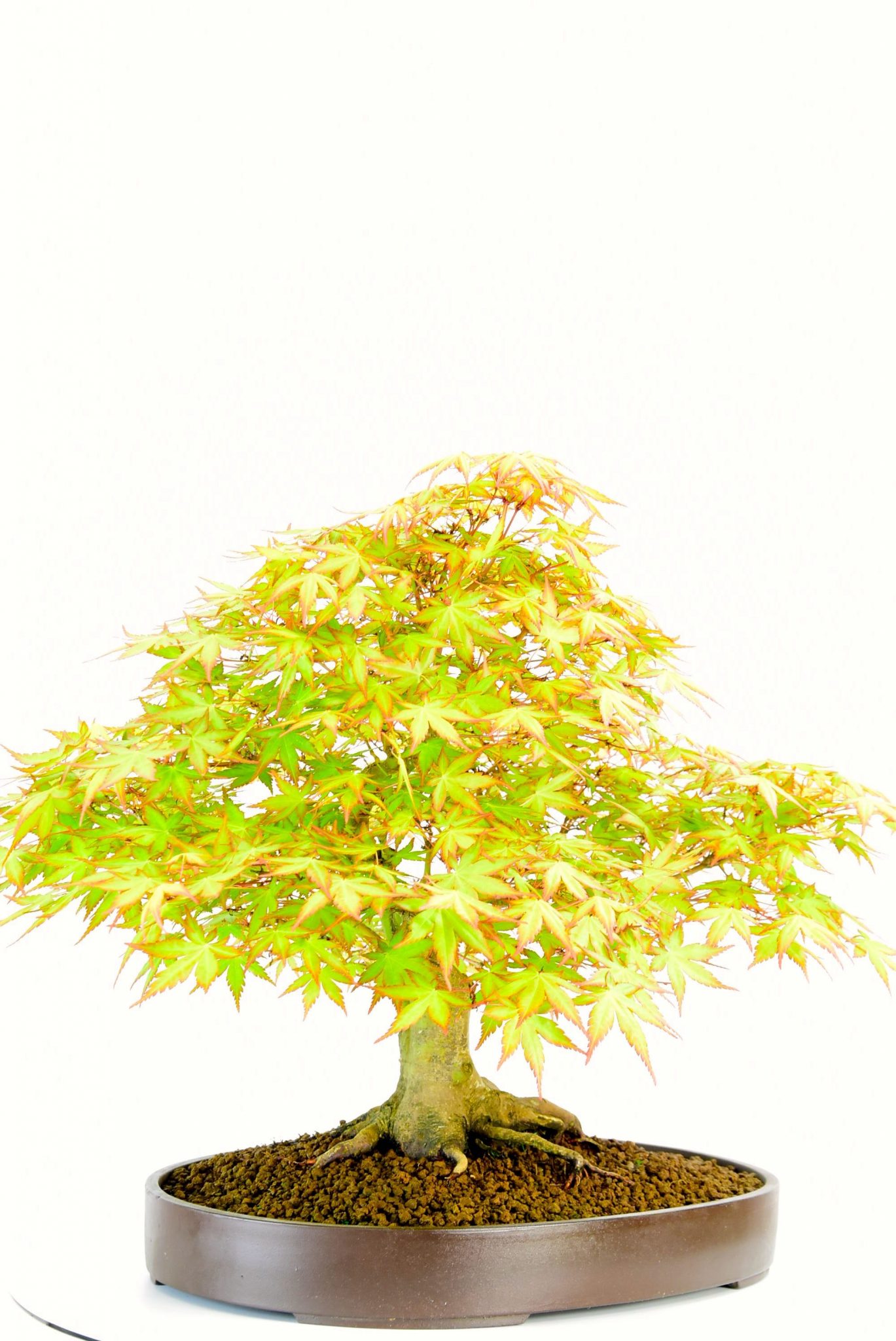 OD2375 Maple bonsai in leaf