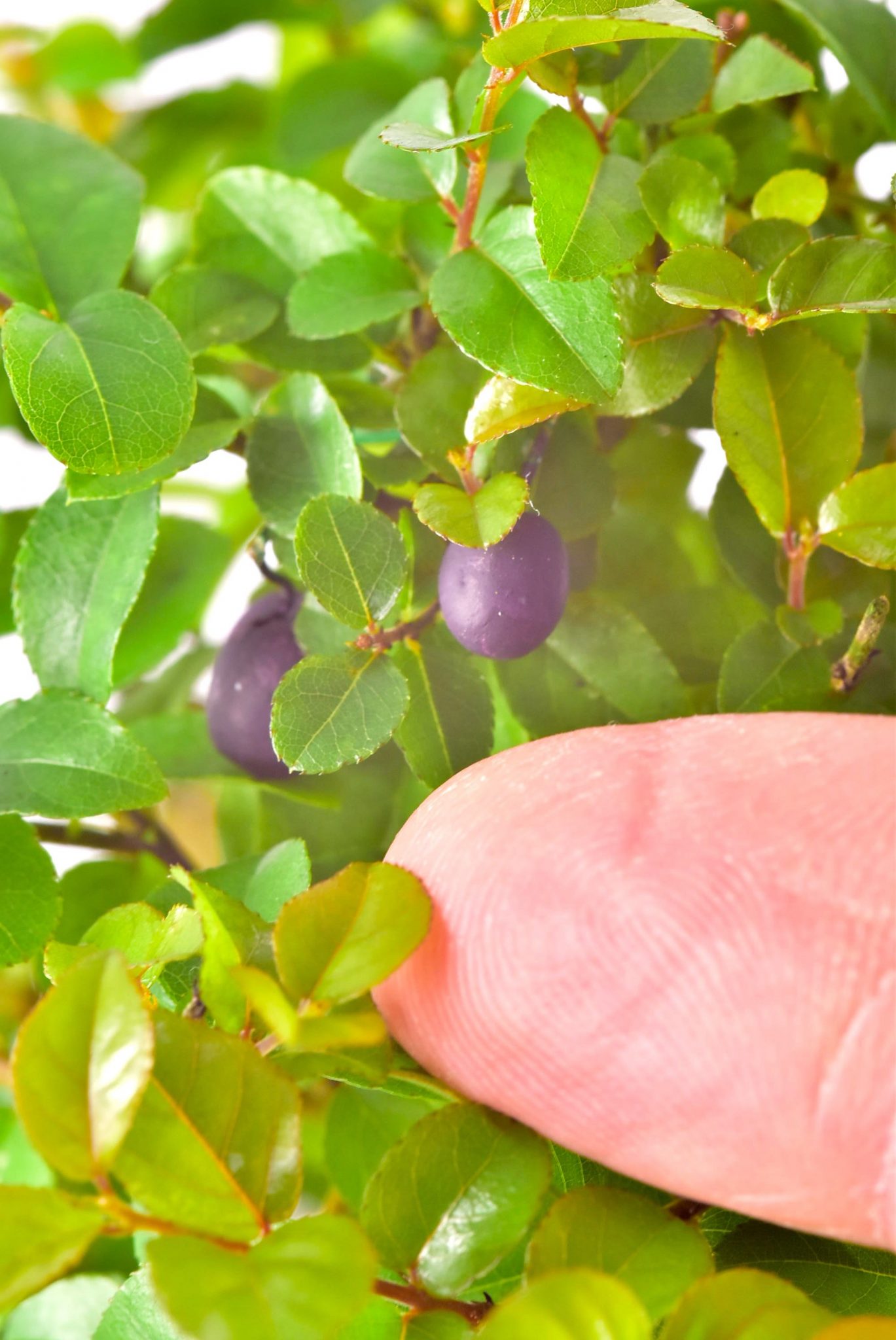 The tiny fruits during summer of the Sweet Plum bonsai