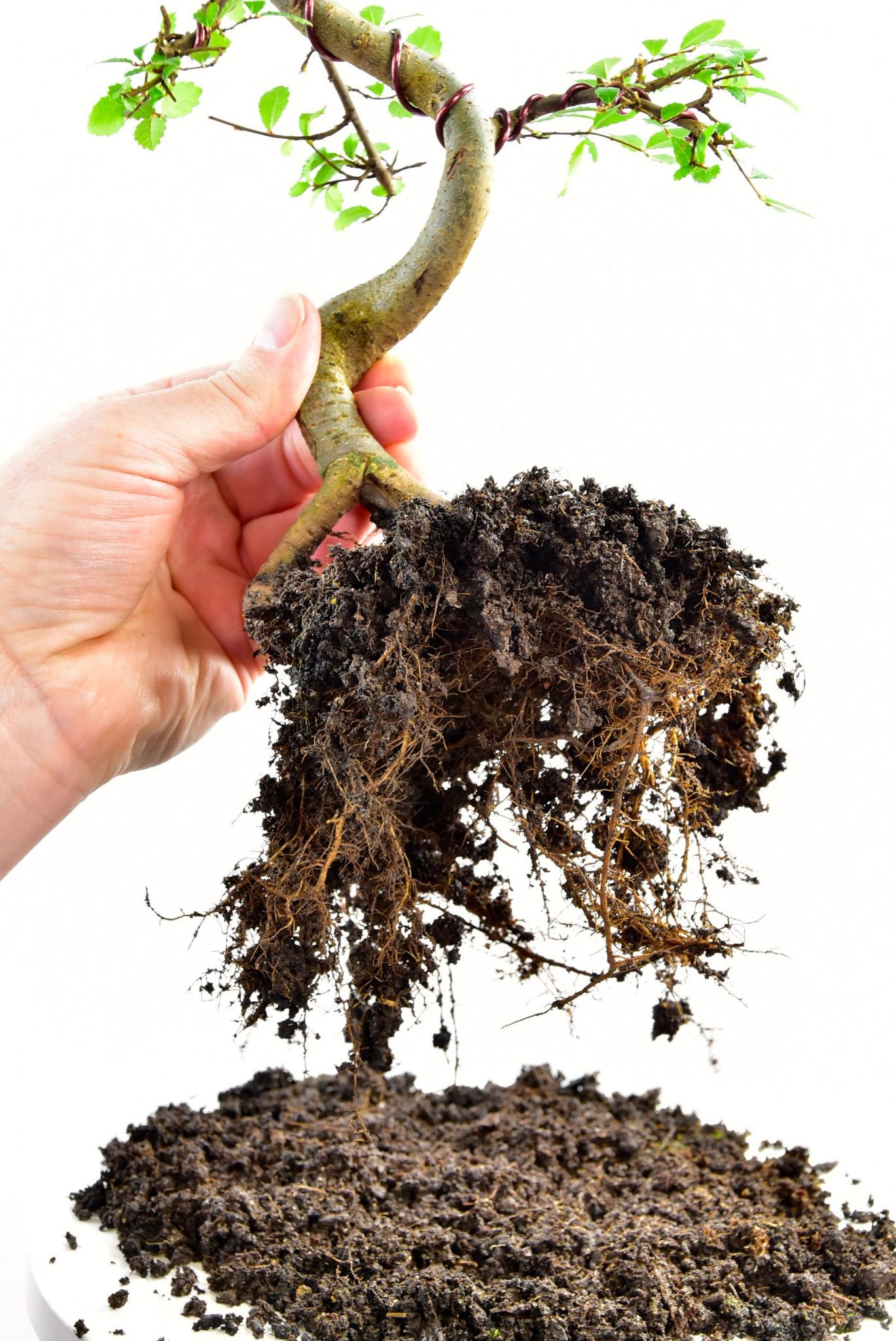 Bonsai roots ready for pruning