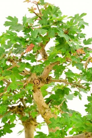 Outdoor bonsai at their best