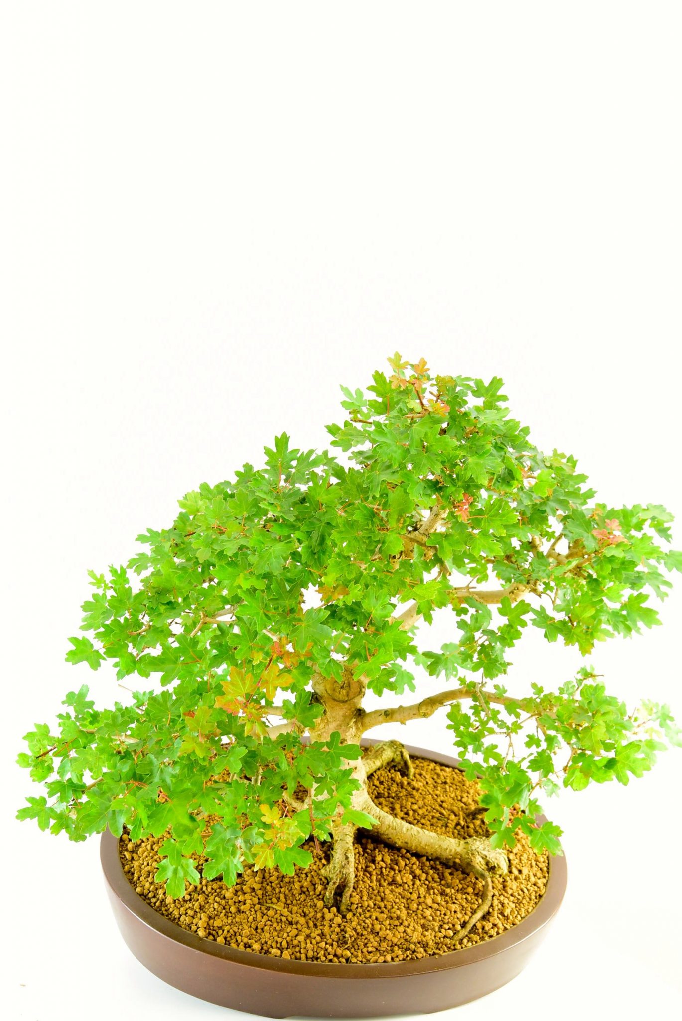 incredible canopy of this bonsai