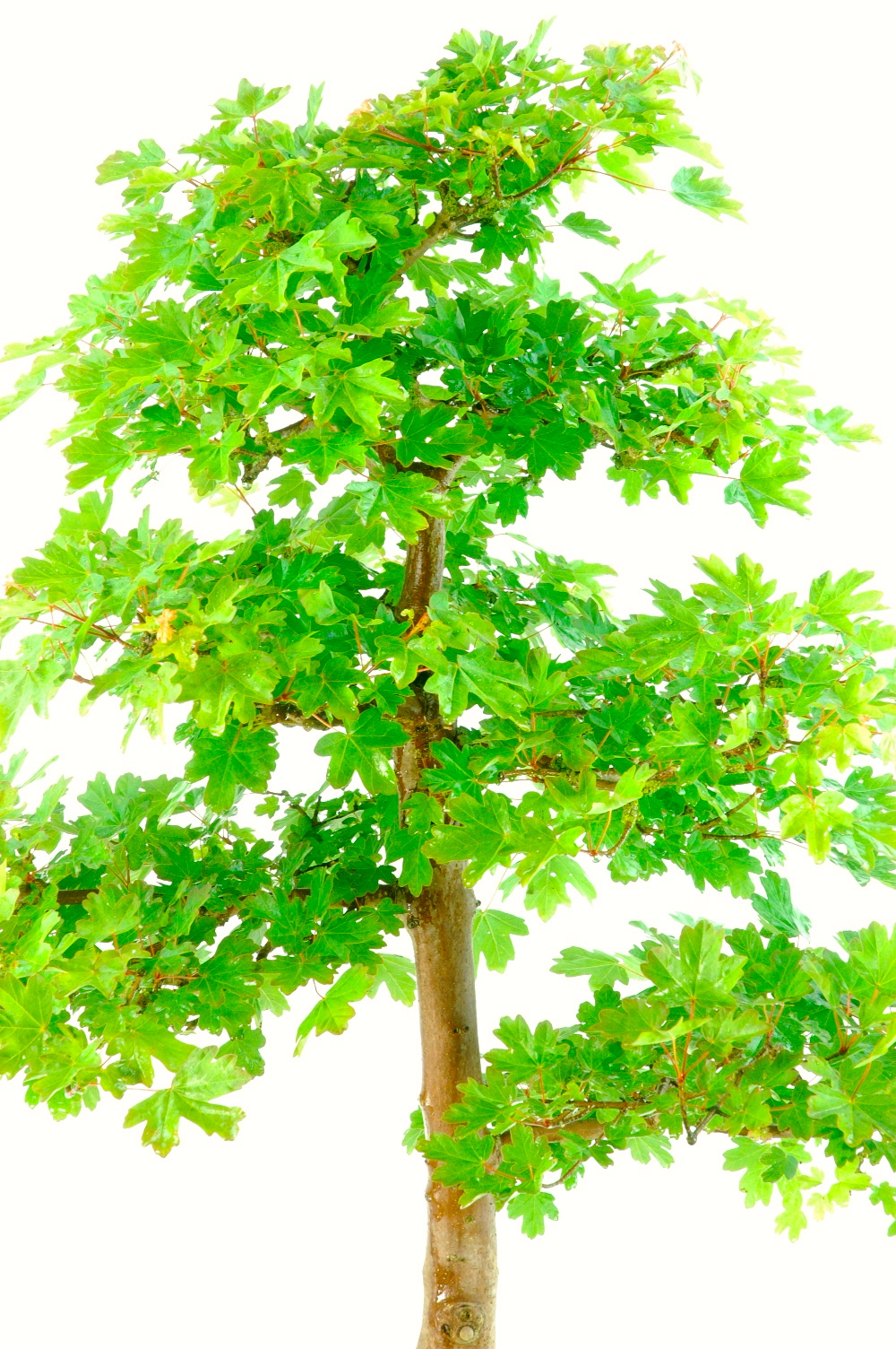 Extra-Large Specimen English Field Maple Bonsai - Outstanding