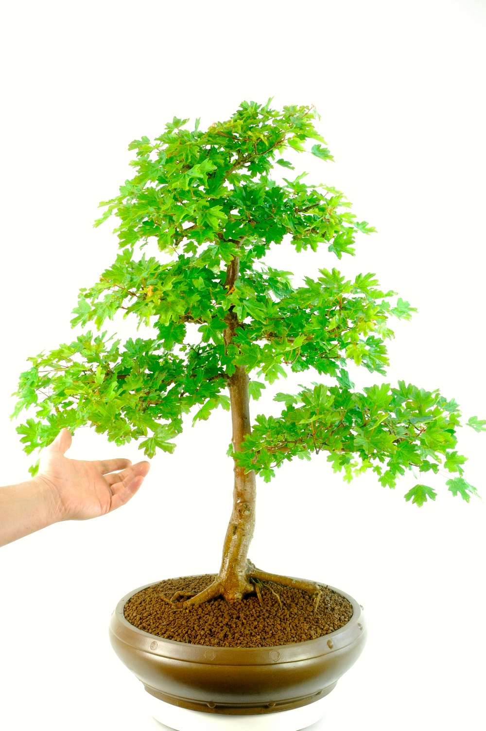 Extra-Large Specimen English Field Maple Bonsai - Outstanding