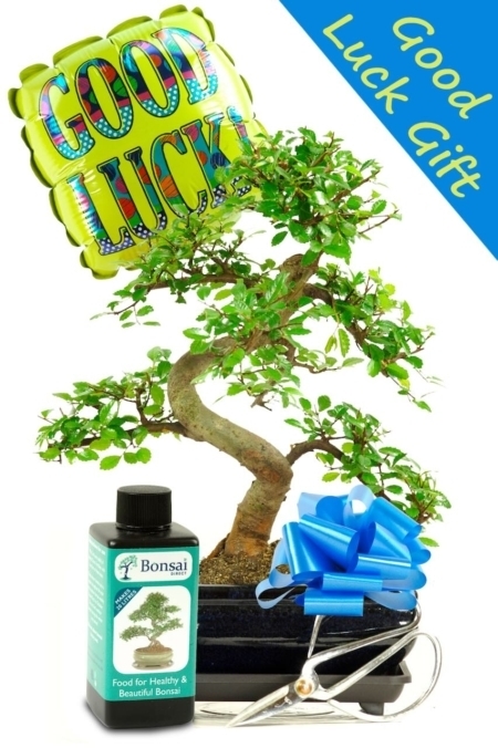 Good Luck Bonsai Gift - Chinese Elm Indoor Bonsai