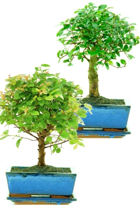 Twin set of beginners indoor bonsai for sale