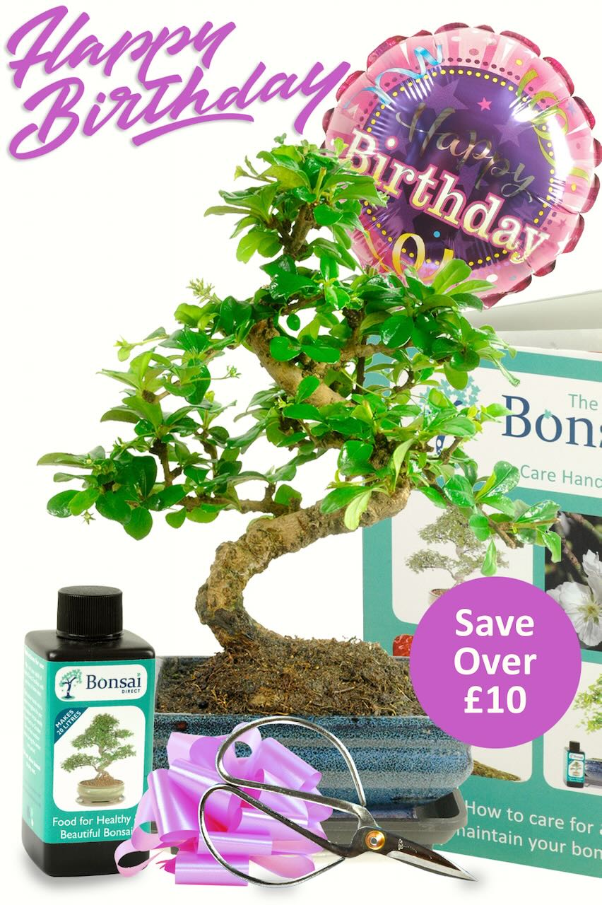 Happy Birthday for Her – Bonsai Gift Set