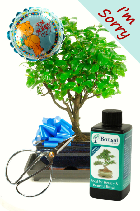 I'm Sorry Baby Bonsai Gift
