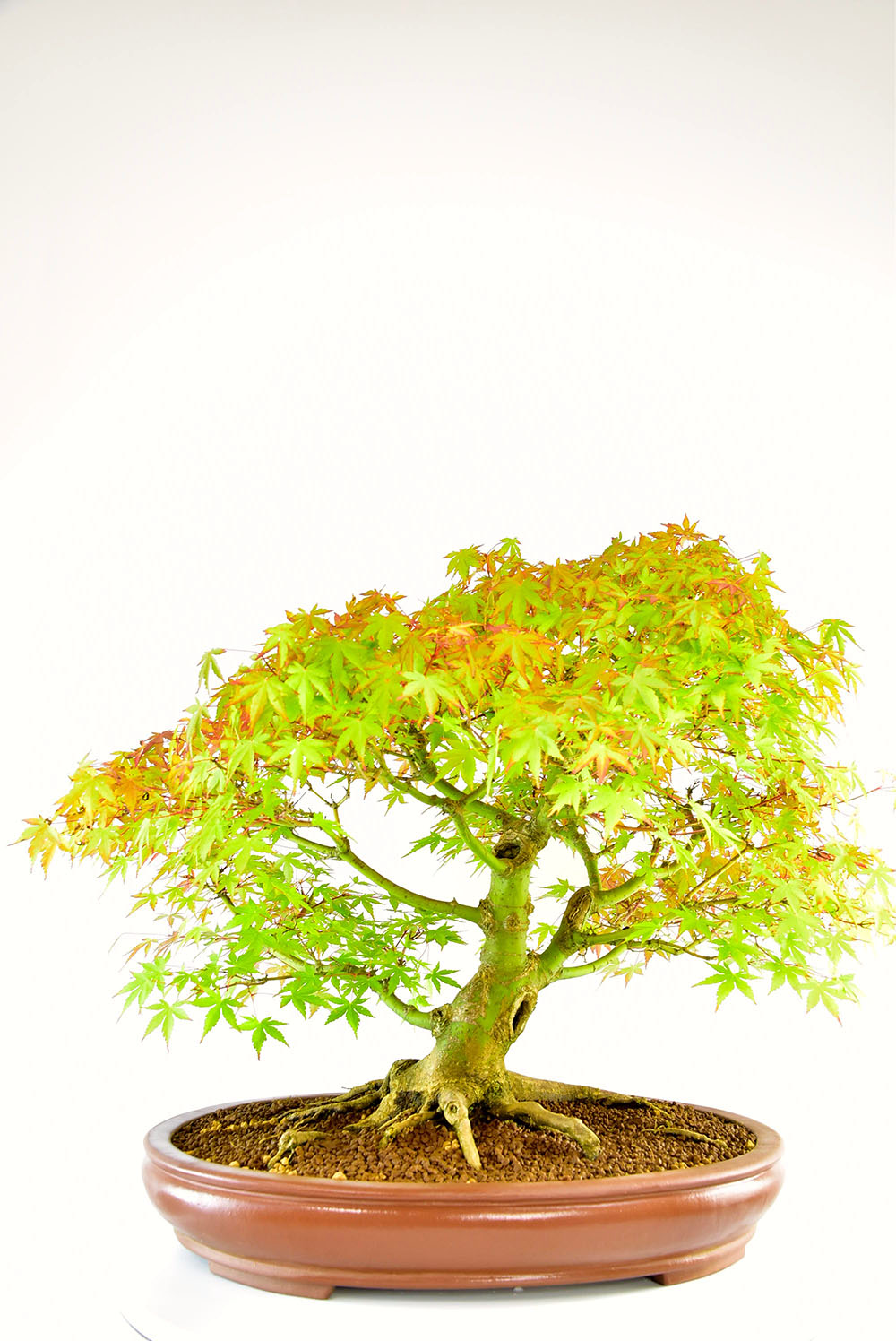 Incredible Specimen Japanese Maple Bonsai (Acer palmatum)
