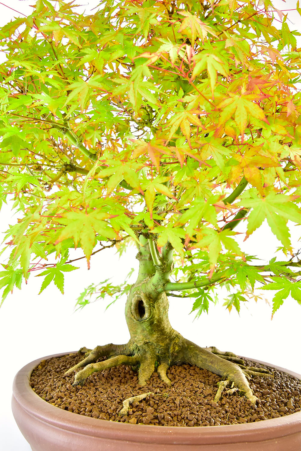 Incredible Specimen Japanese Maple Bonsai (Acer palmatum)