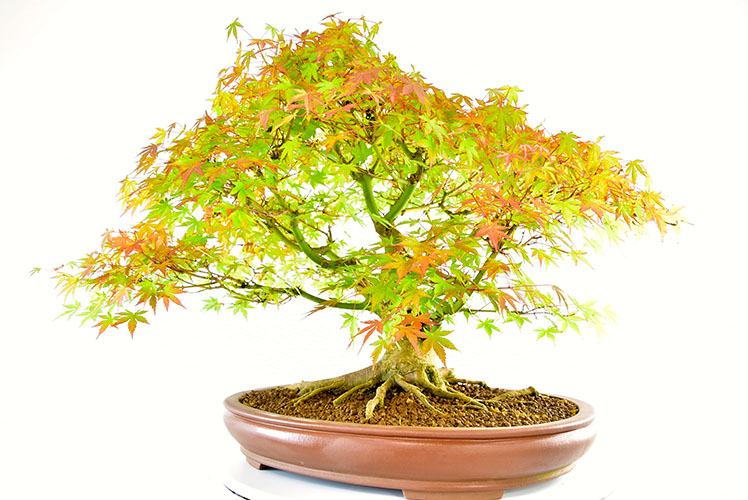 Incredible Specimen Japanese Maple Bonsai (Acer palmatum)