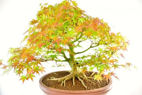 Incredible Specimen Japanese Maple Bonsai (Acer palmatum)