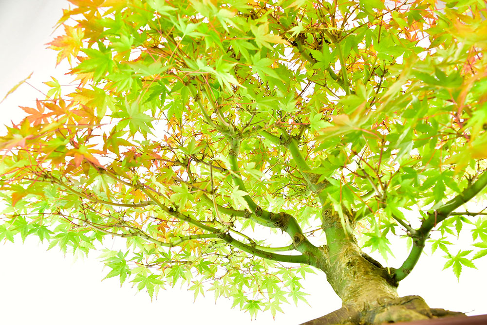 Incredible Specimen Japanese Maple Bonsai (Acer palmatum)