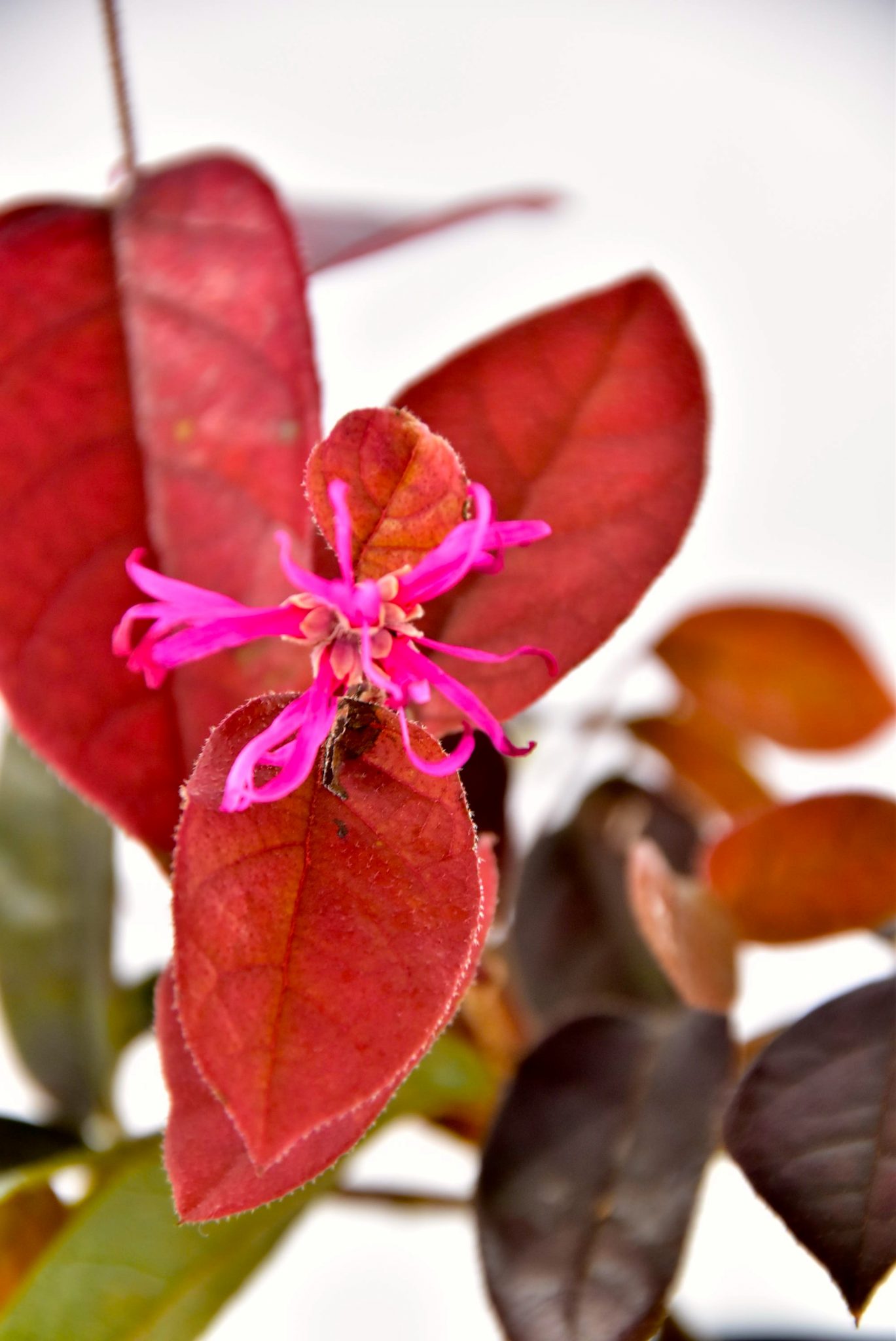 Indoor Blush Starter Bonsai with Shocking Pink Flowers