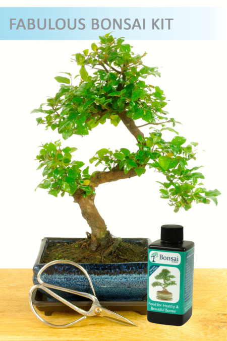 Indoor Bonsai Kit1