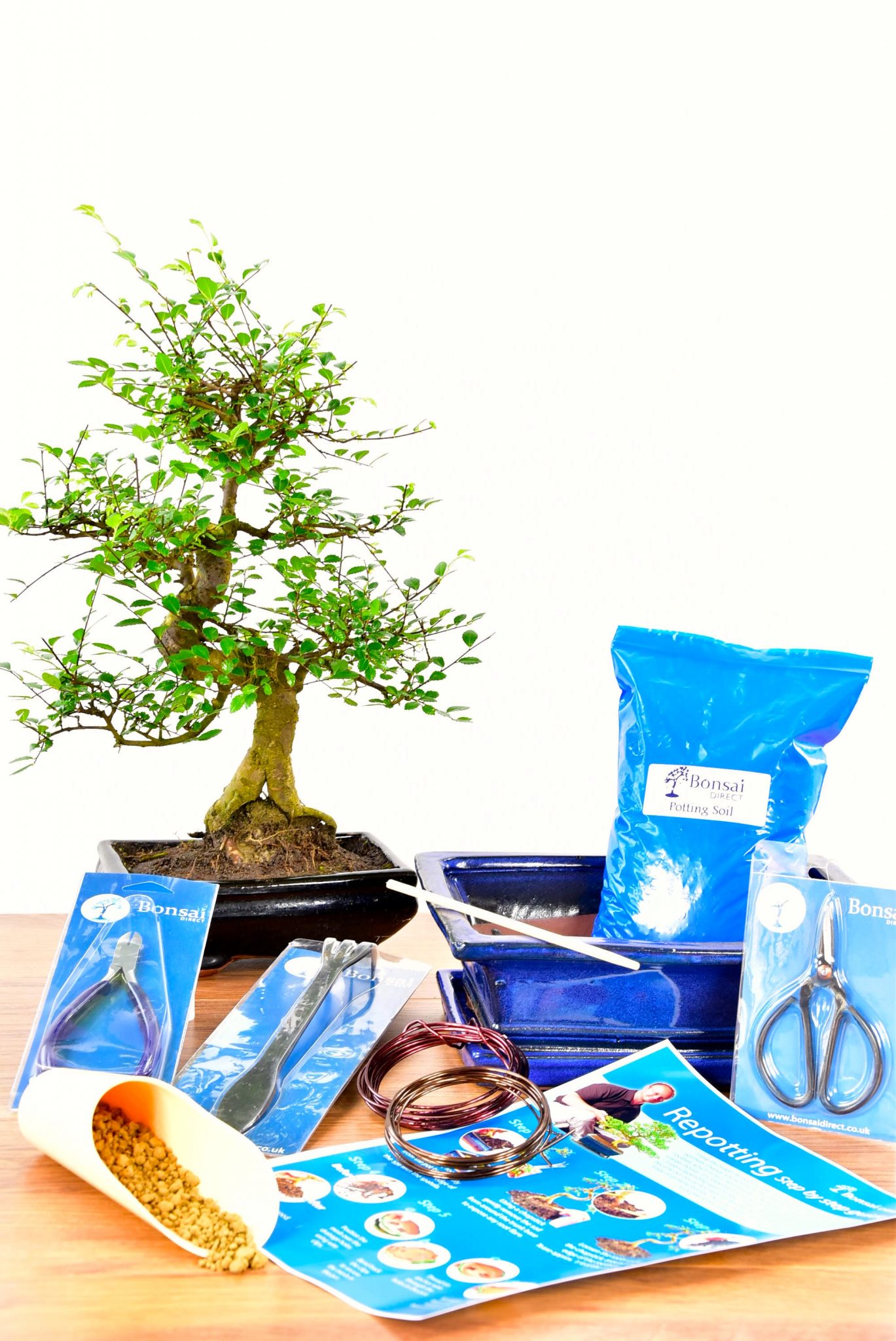 Large Twisty Beginners Bonsai Kit - Pruning, Wiring & Potting