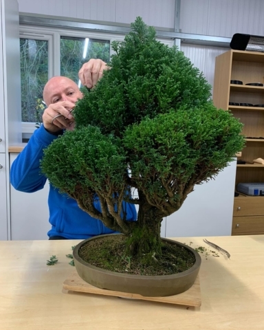 How to prune bonsai trees