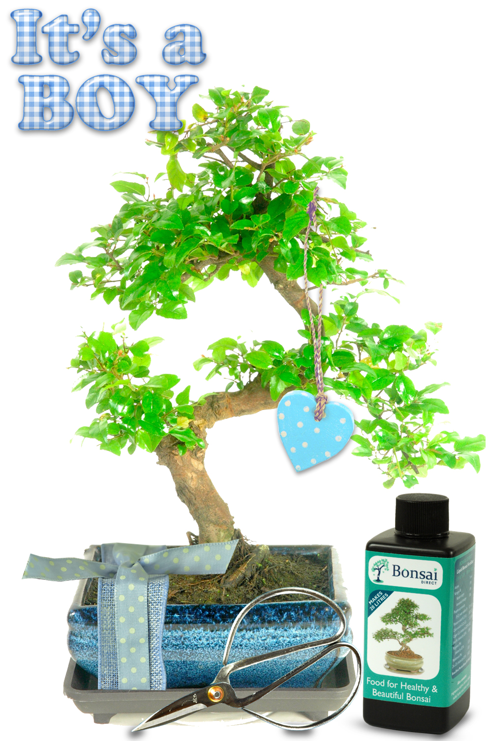 Natural Range Baby Boy Bonsai Gift. Perfect newborn gifts.