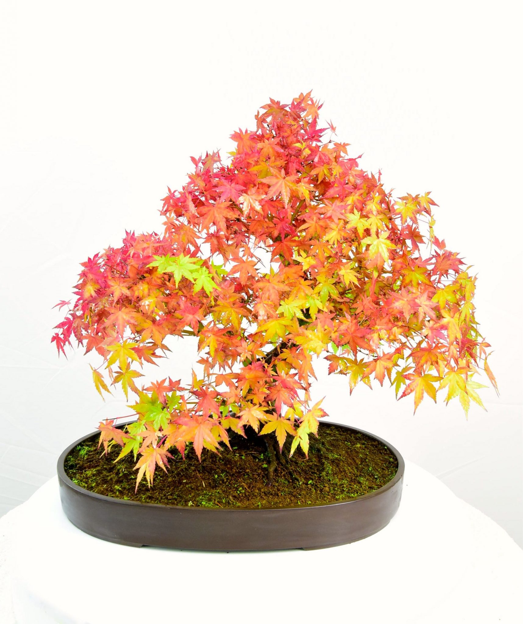 acer palmatum
