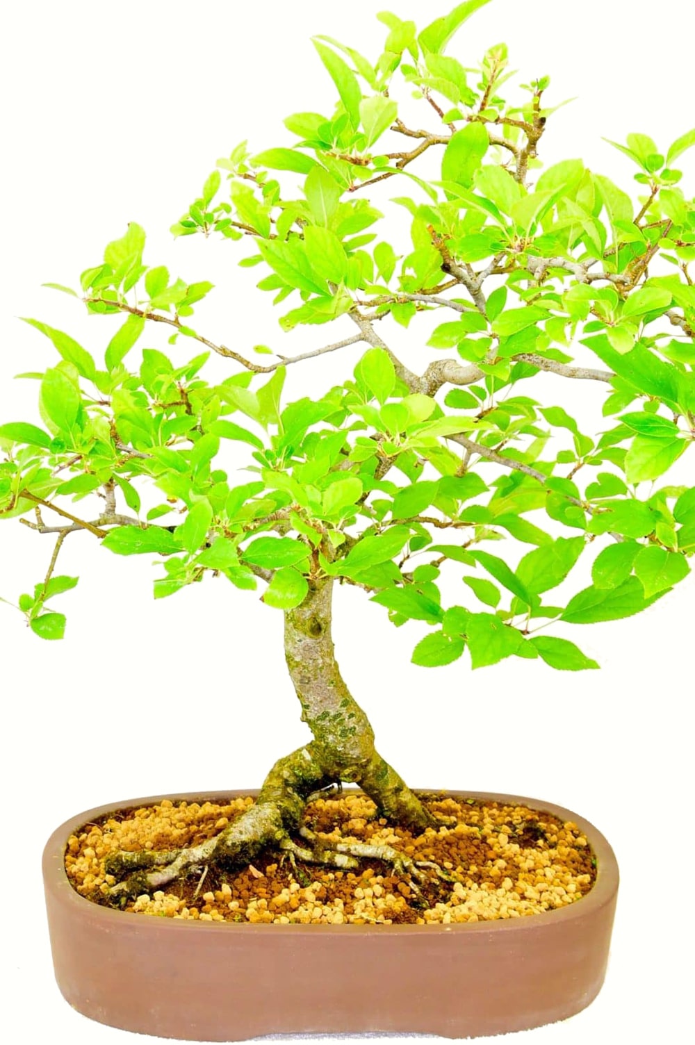Flowering specimen crab apple with amazing root flare - Sublime specimen bonsai for sale