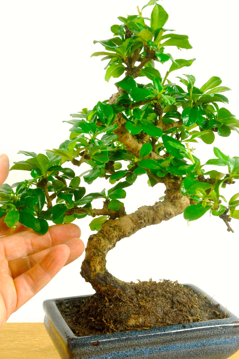 Oriental Tea Tree Bonsai Starter Kit - Flowering Indoor Bonsai Kit