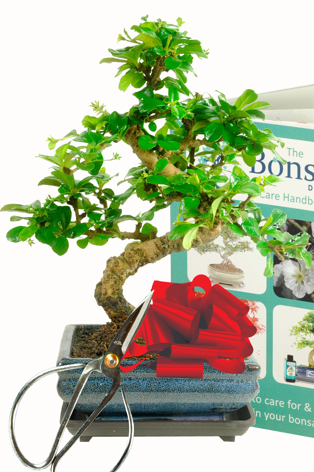 Oriental Tea Tree Bonsai Starter Kit - Flowering Indoor Bonsai Kit