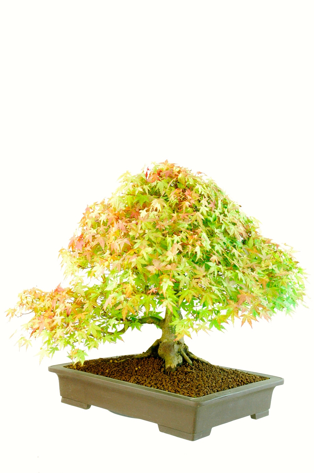 Outstanding Specimen Japanese Maple Bonsai (Acer palmatumm Kashima)