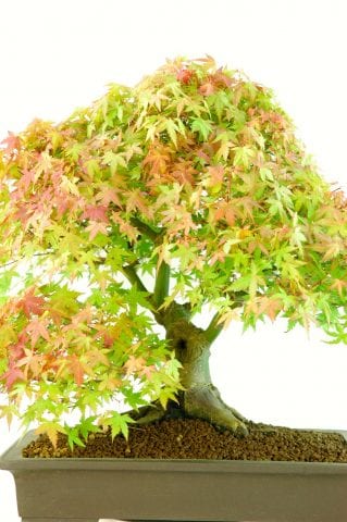 Outstanding Specimen Japanese Maple Bonsai (Acer palmatumm Kashima)