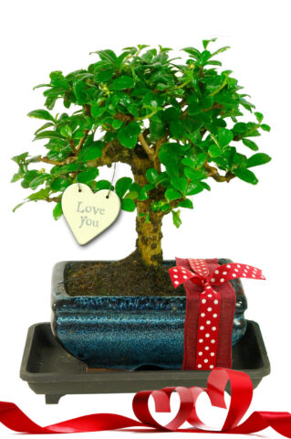 Pretty Flowering Valentine's Baby Bonsai Gift