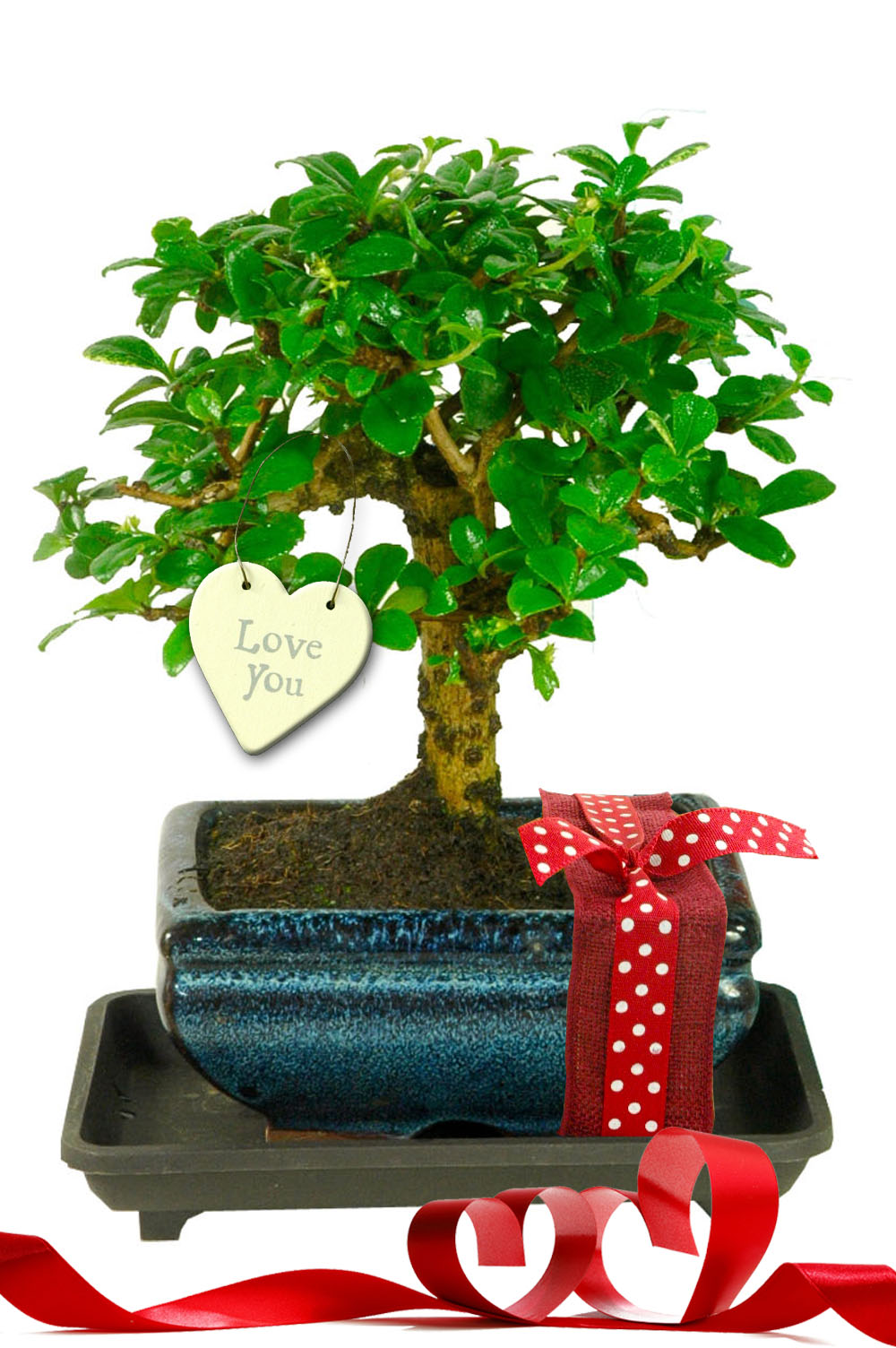 Pretty Flowering Valentine's Baby Bonsai Gift