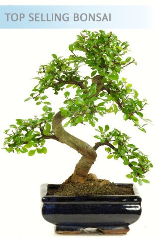Special Offer Indoor Bonsai ~ Chinese Elm (IDCE7)