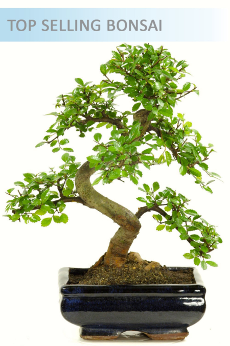 Special Offer Indoor Bonsai ~ Chinese Elm (IDCE7)