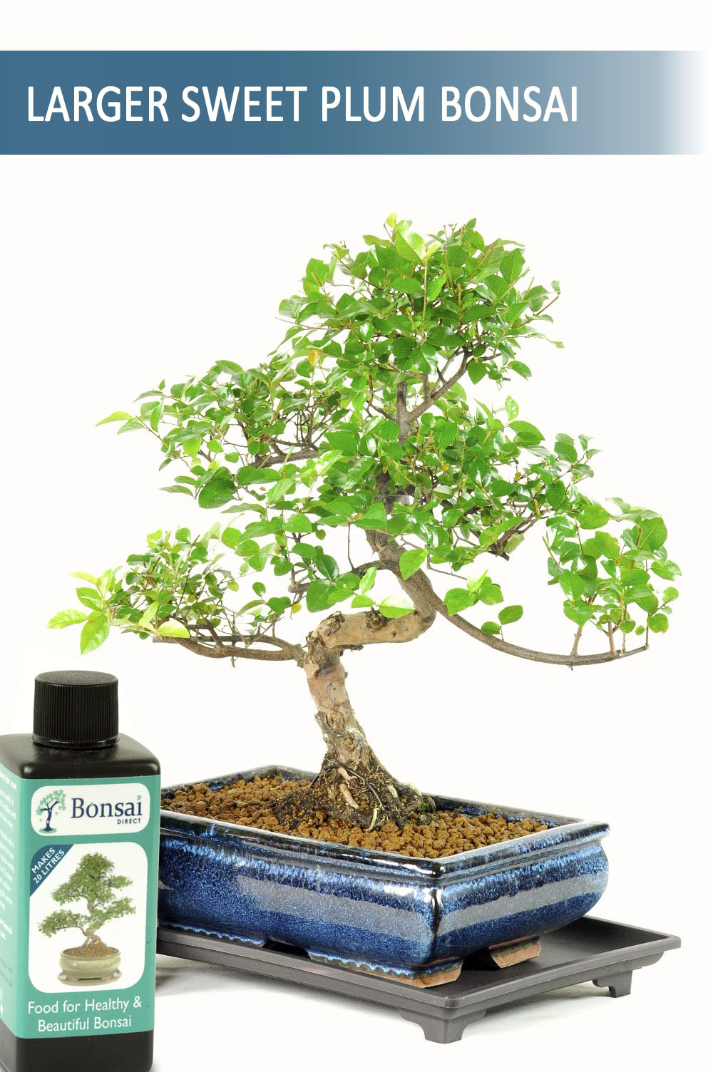 Sweet Plum Twisty Office Bonsai