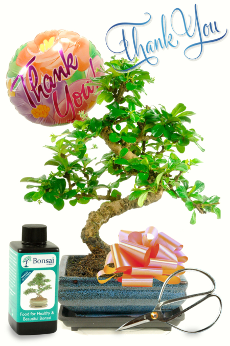Thank You Flowering Bonsai Kit