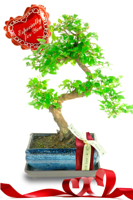 Twisty Sweet Plum Valentines Day Bonsai Tree Gift